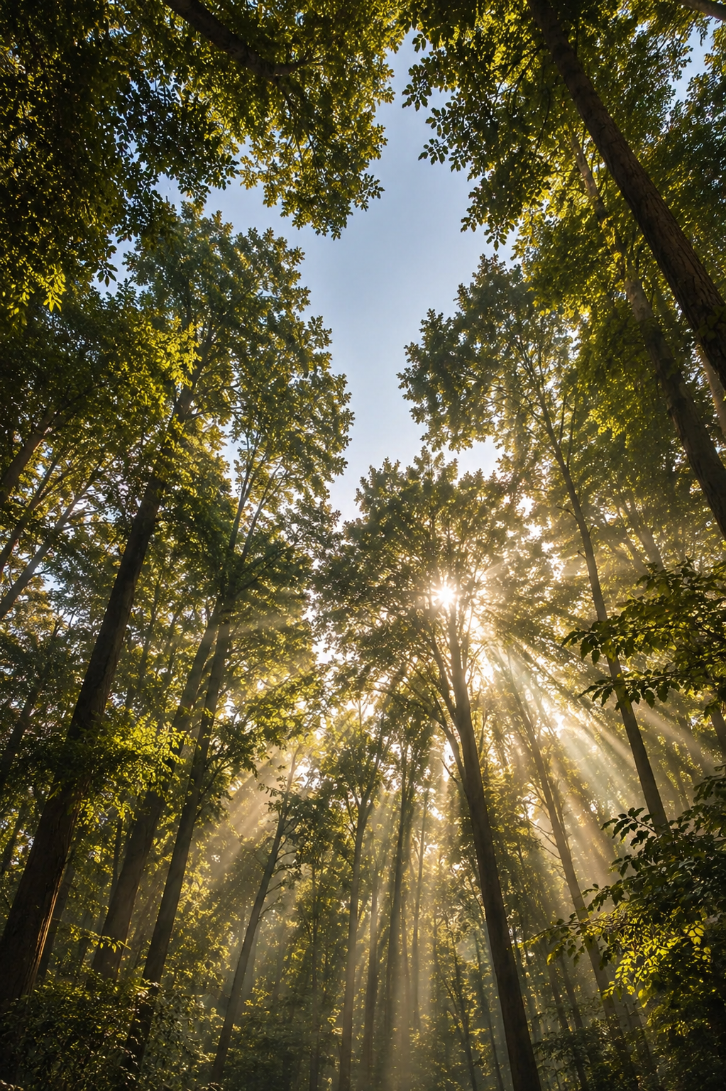 Sunlight filtering through a quiet green forest